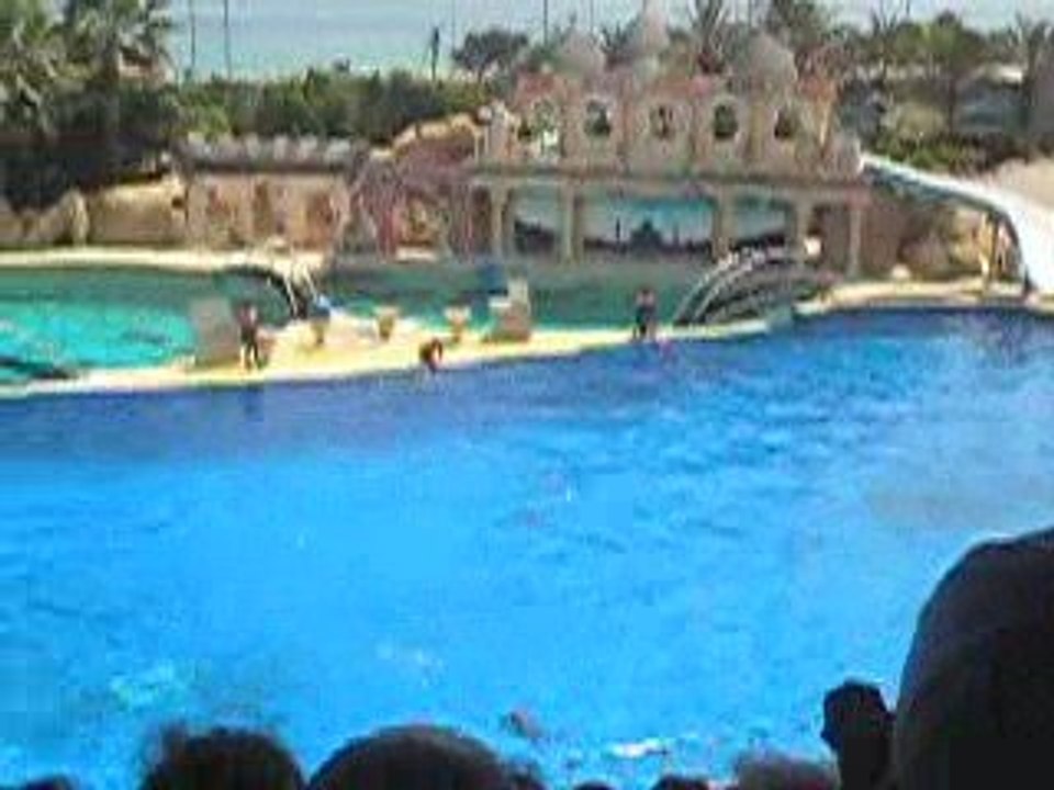 Spectacle de dauphins(3)