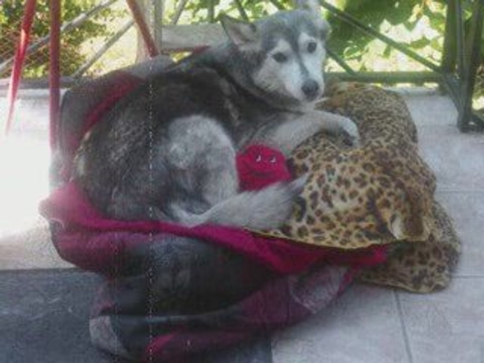 renna husky sibérien