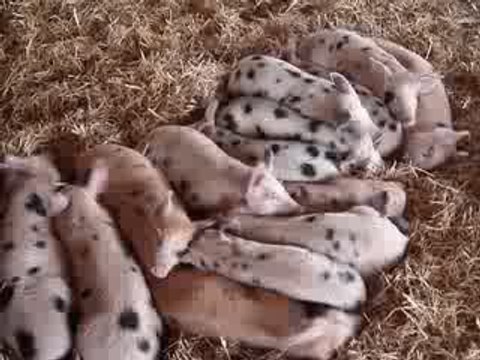 Des porcelets réactifs au bruit