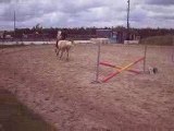 Clemence et Jumbo au saut+gamelle voltige