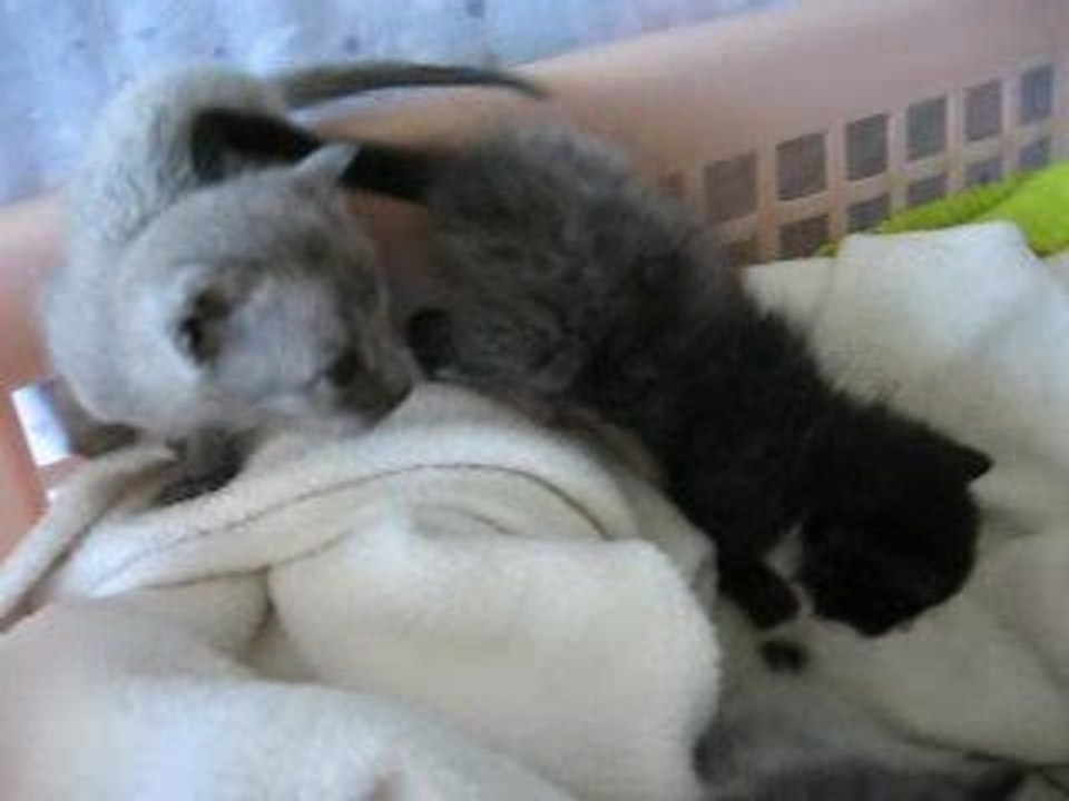 mes chatons