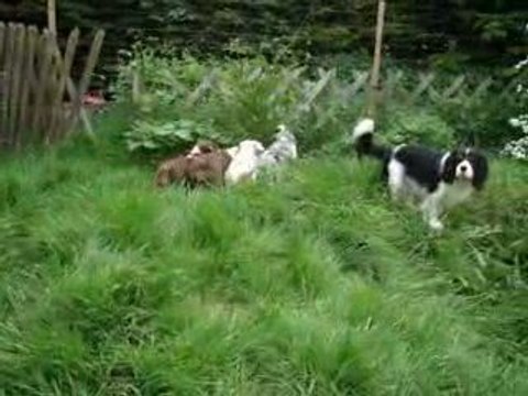 les bebes bergers australiens