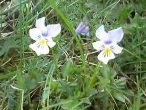 Méjanesse: Pensées du Sancy