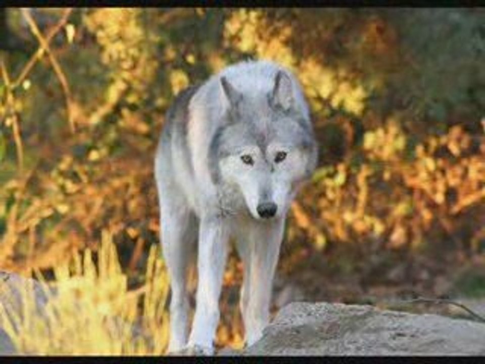 la magie du loup
