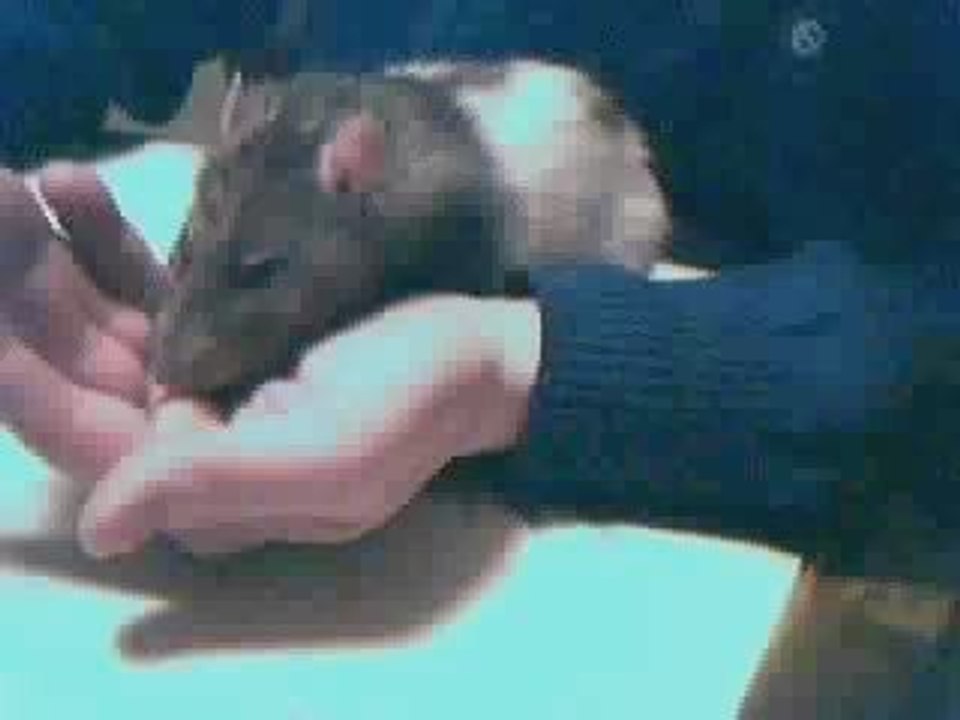 Homer le rat aime la bière