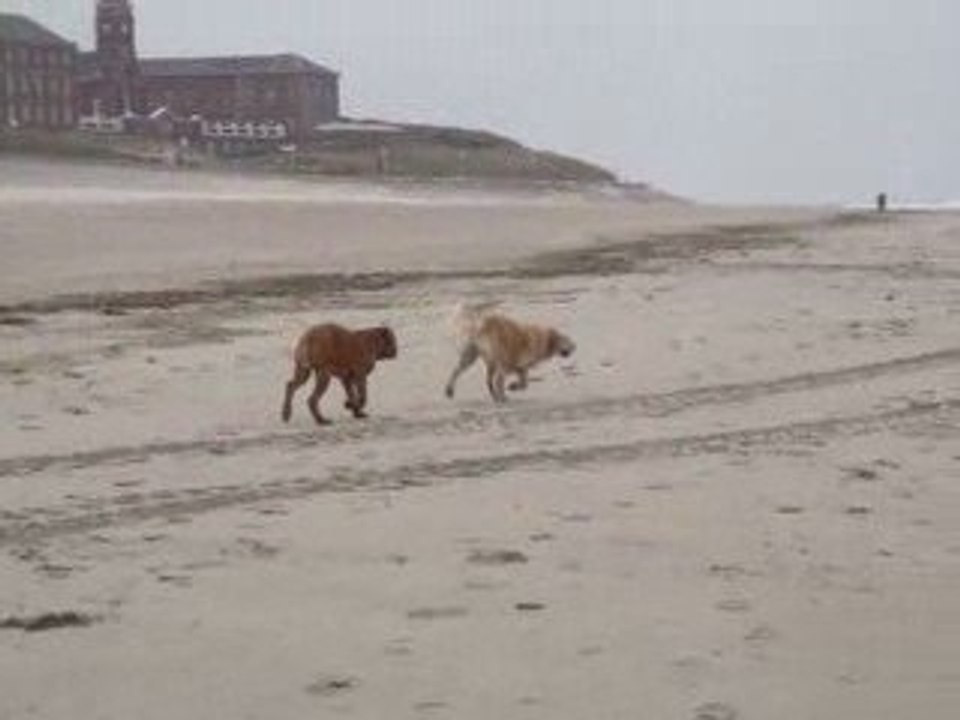 Mai berck avec nos loulous