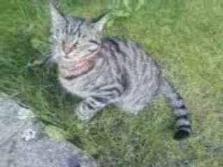 M0N AM0UR 2 CHAT ( lL ) ( plutôt en colère -__- )