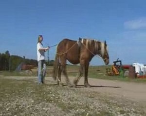 2009.05_Samson longues rênes 2