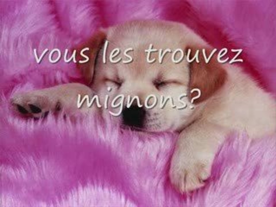 Saez theme II part1 Arretons le massacre