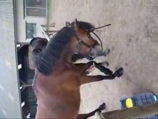 Ethologie de Graffiti par Anaïs & Laura