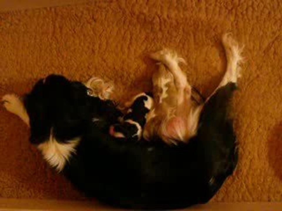 Chanel et ses bébés