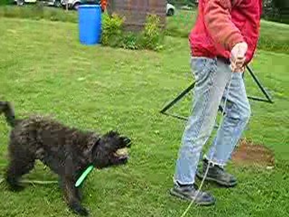 bouviers des Flandres