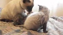 estrella y los gatitos