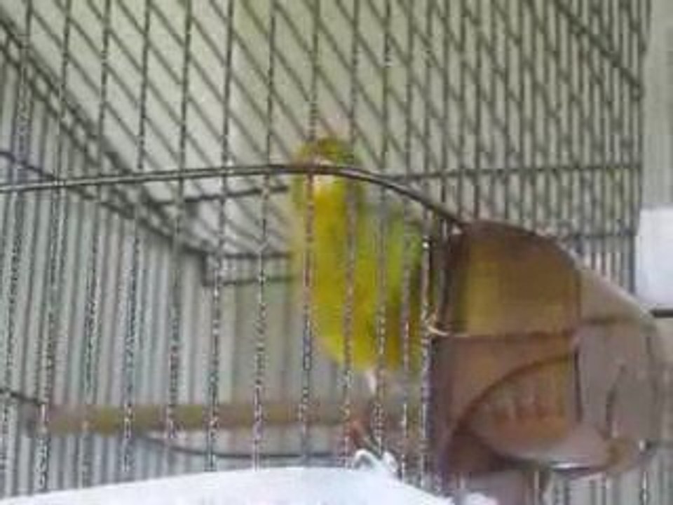mon canari