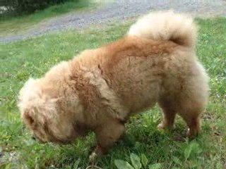 DOUCHKA A LA CAMPAGNE le 19 mai 2009