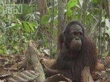 Sumatran orangutans and tigers are under threat