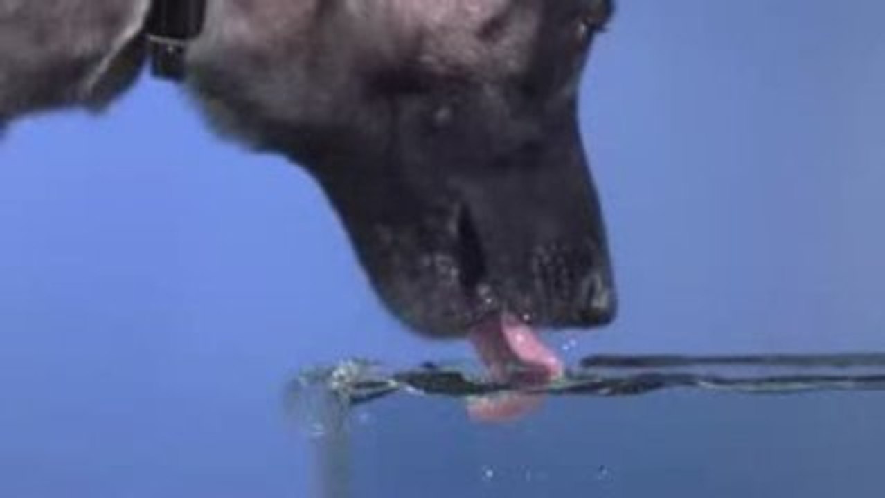 Un chien boit de l'eau au ralentit - Blog-videos.org