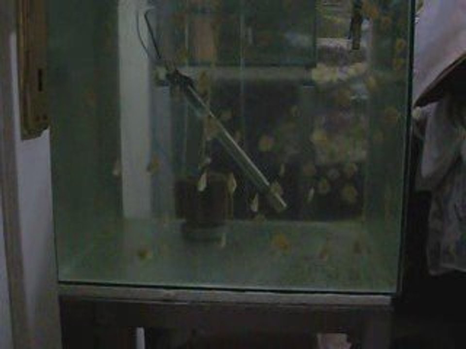 Leopard red dragon discus yavruları mayıs 09