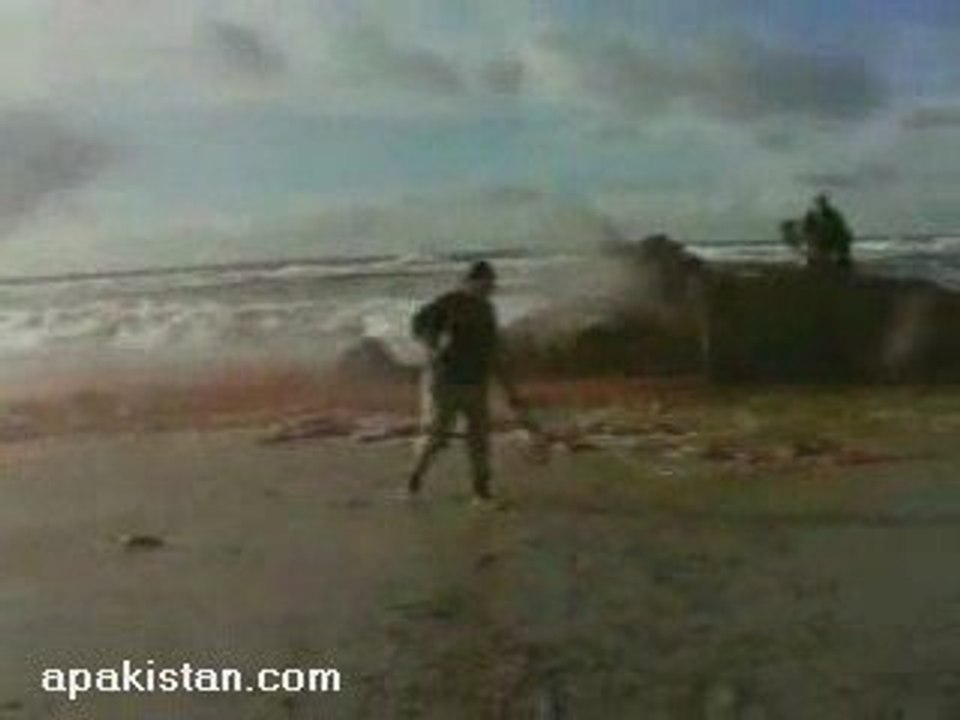 Stranded Sperm Whale Explodes
