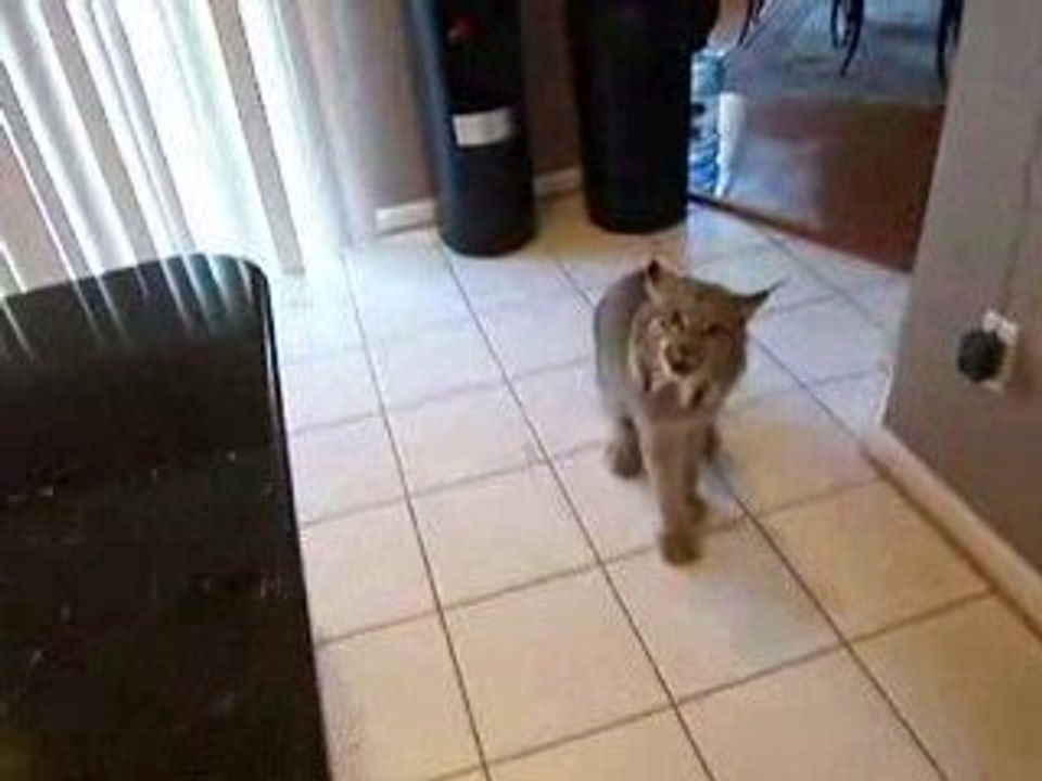 Gros chat d'appartement - Blog-videos.org