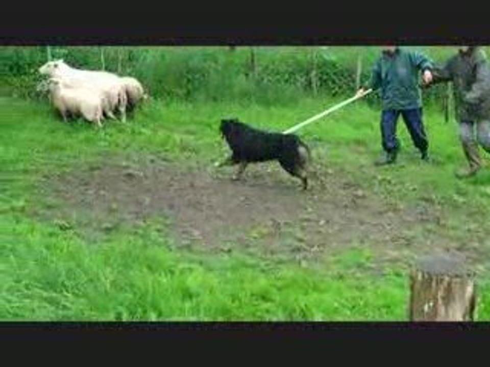 Dolby au troupeau partie 1