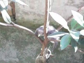 kitten in a tree part 2