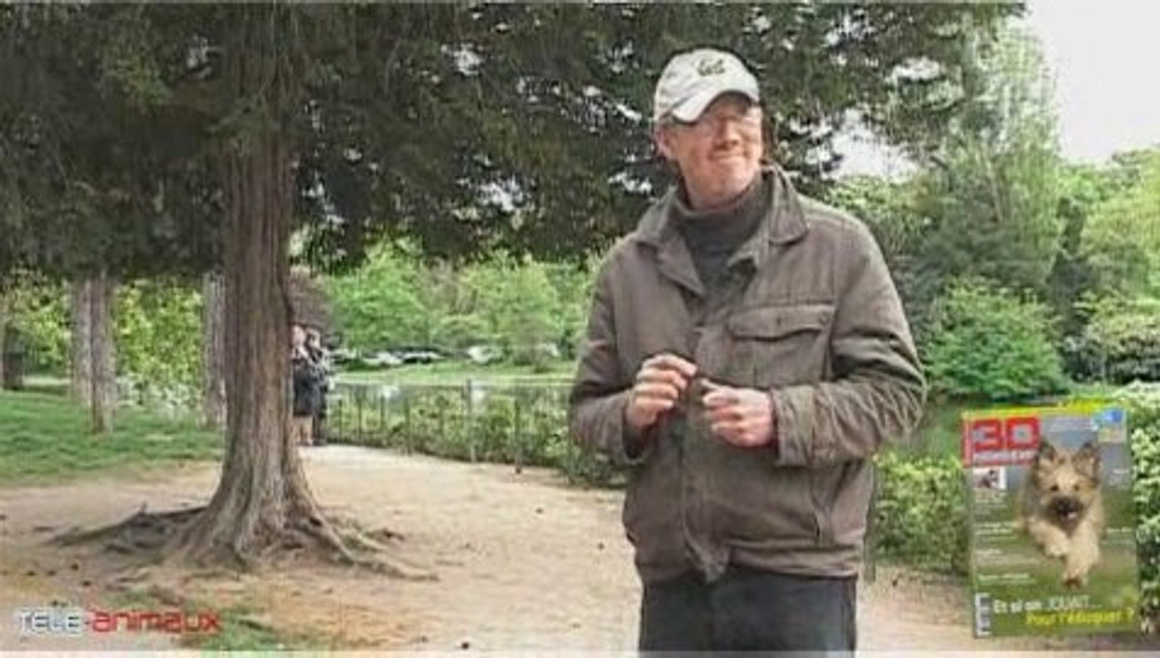 Le "couché" : apprendre à son chien à se coucher