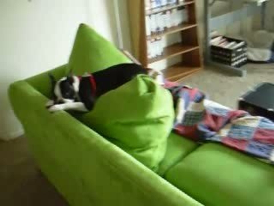 Otto le chien a fait une bêtise - Blog-videos.org