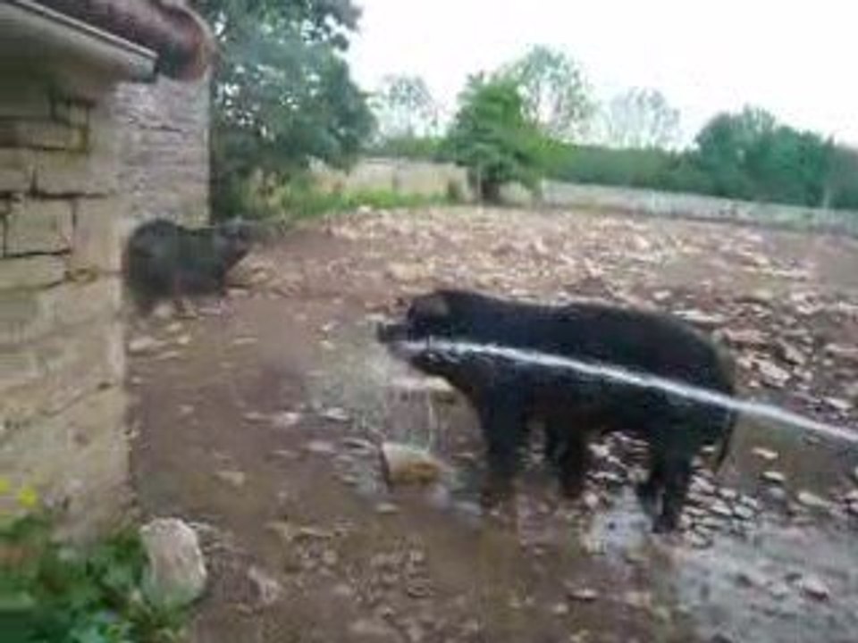 La douche du cochon