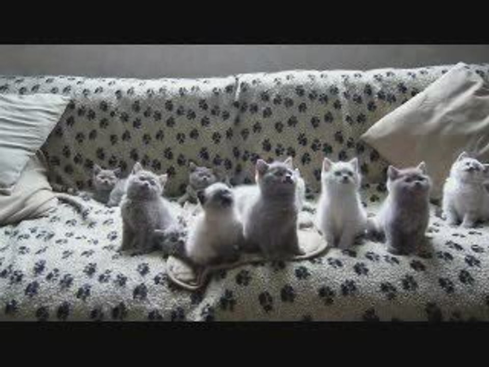 Des chatons bougent leur tête en rythme - Blog-videos.org