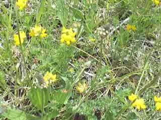 Saint-Sauves: Lotier