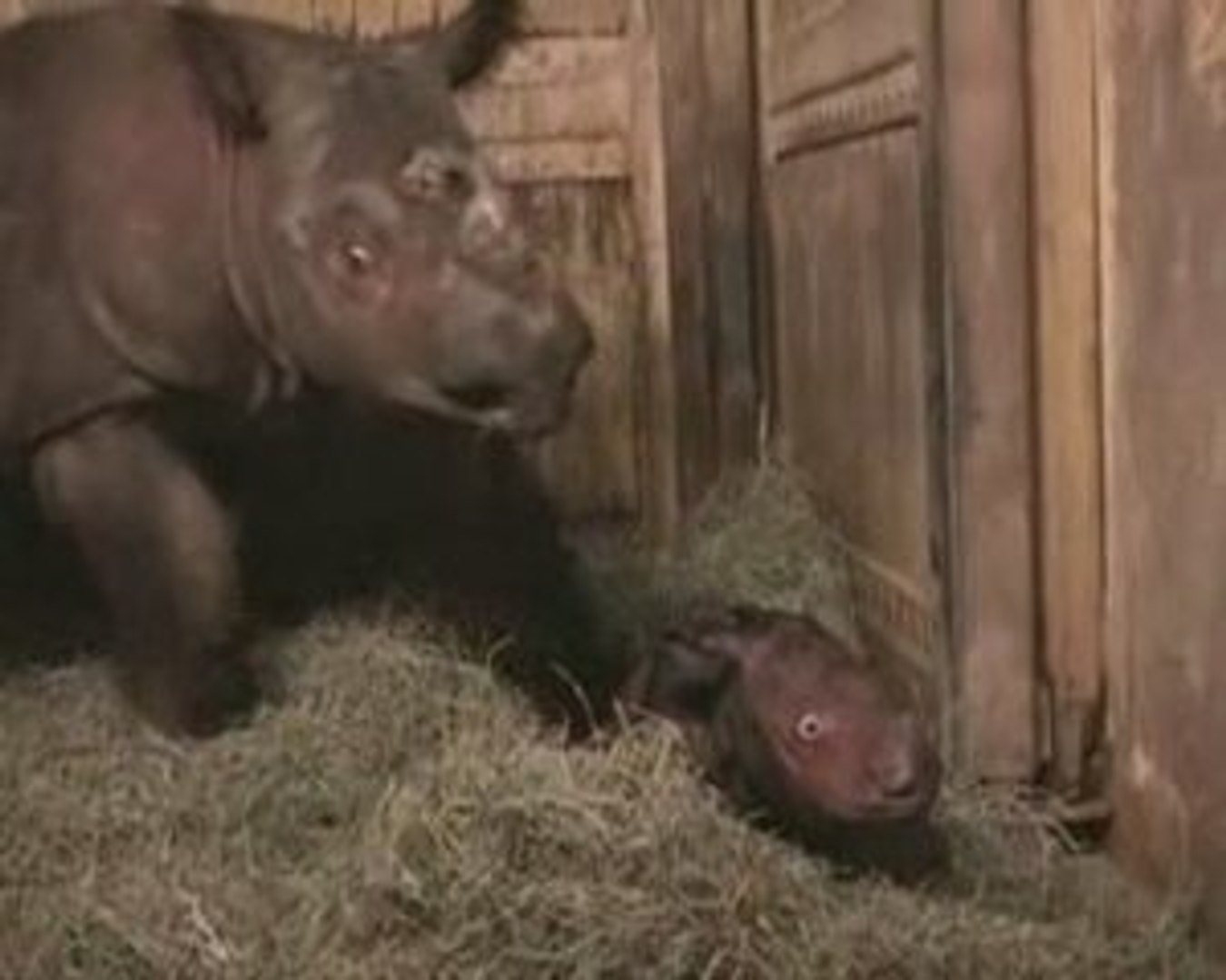 Harapan le bébé rhinocéros - Blog-videos.org
