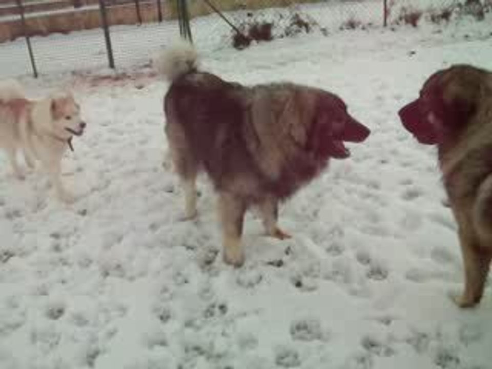 Viking sous la neige