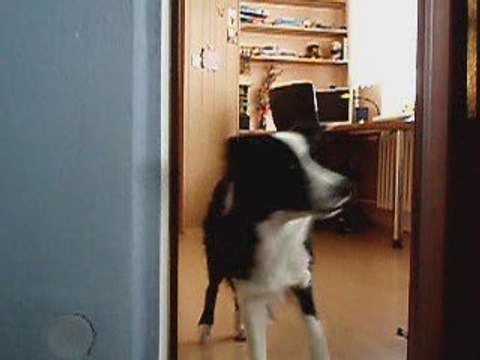 Clicker training 1 - trick nono