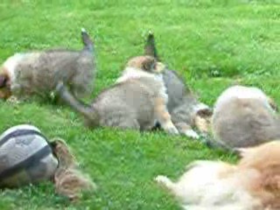 chiots colleys de 6 semaines jeux de ballon