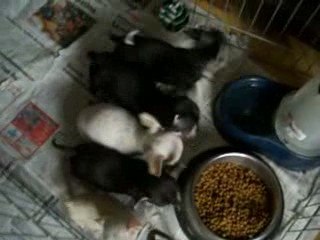 chihuahua chiots 8 semaine