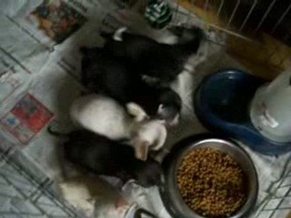 chihuahua chiots 8 semaine