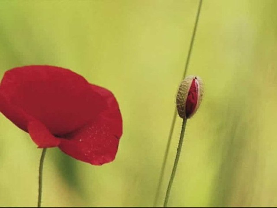 Belambra toutes les activités