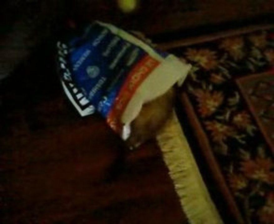 Sifflette et Peluche, le retour des deux furets !