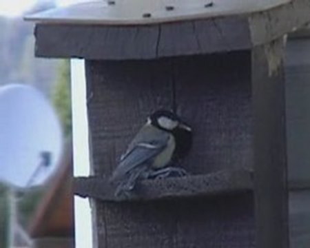 Les bébé mésanges