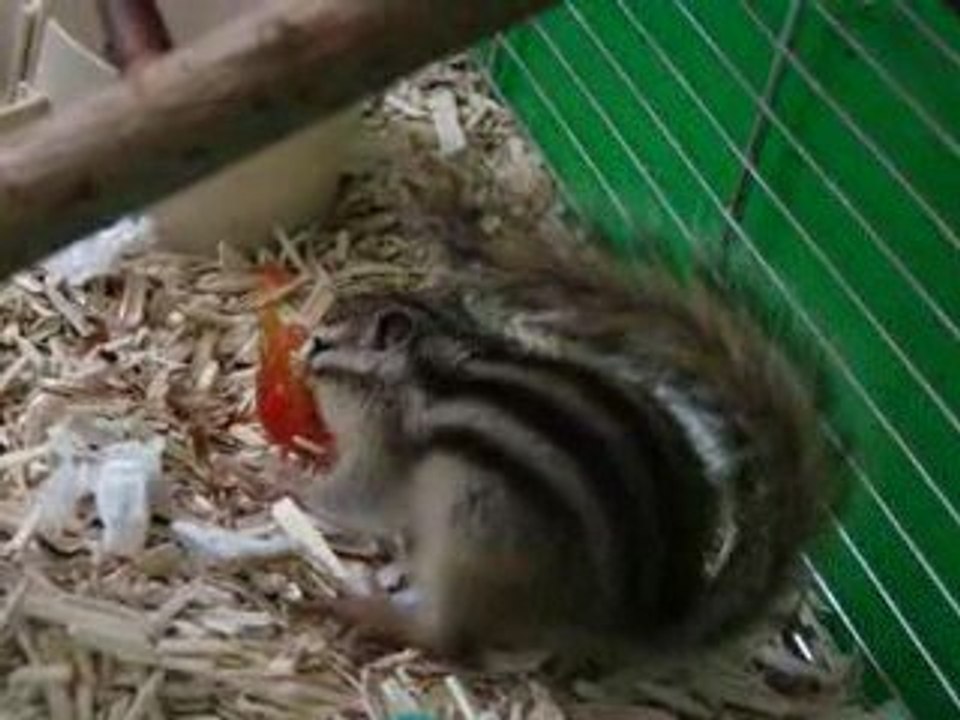 Nusty mange une tomate cerise