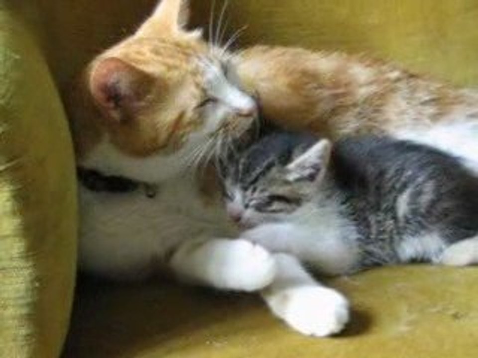 Horacio leche pirate