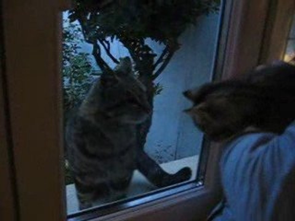 Presentation à papa chat