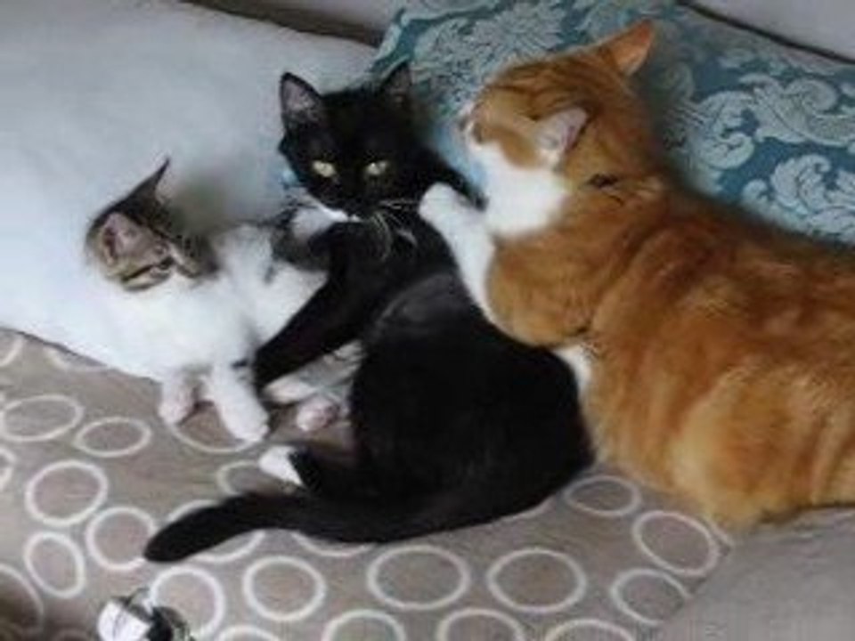 La petite famille chat