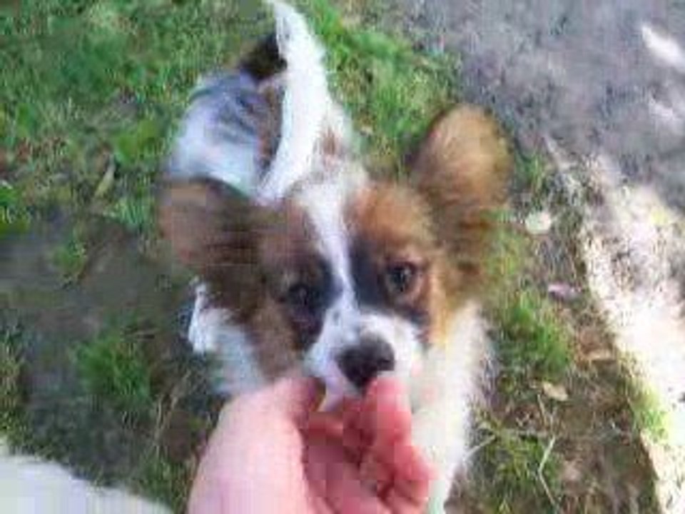 Les chiens dans le jardin !