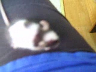 souris pas en forme :(