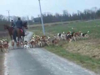 Sortie des chiens