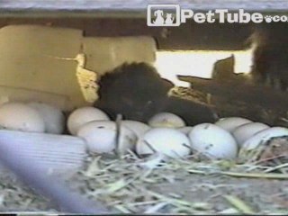Chicken Lays a Kitten - PetTube.com