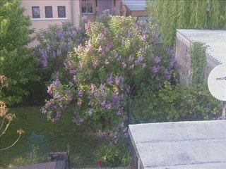 Mai 2009 Mes chiens et notre jardin