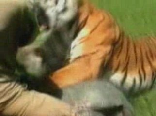 Vid_39f4525amd107_tiger_red-1